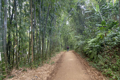 Rear view of bamboo walking on footpath amidst trees in forest
