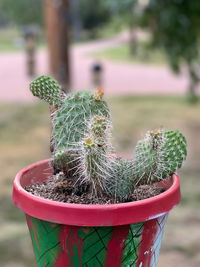 Close-up of succulent plant