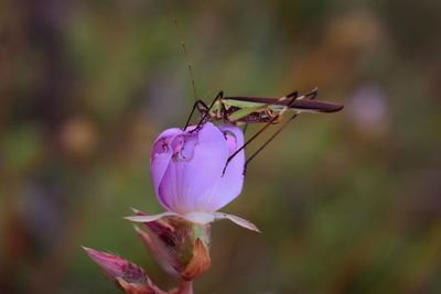 Close-up of insect on purple flower