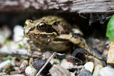 Close-up of lizard