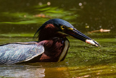 Heron with fish in beak swimming on pond