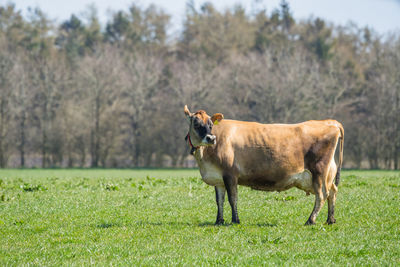 Side view of cow standing on landscape