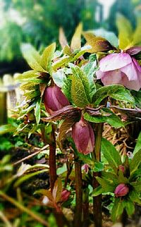 Close-up of pink flowers