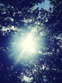 Low angle view of trees against sky