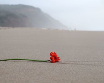Close-up of red flower on land