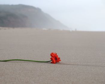 Close-up of red flower on beach