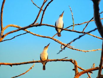 Low angle view of bird perching on branch