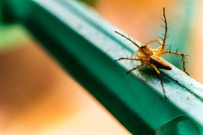 Close-up of spider