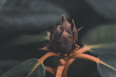 Close-up of hand holding leaf