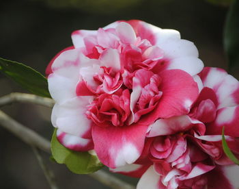 Close-up of pink rose
