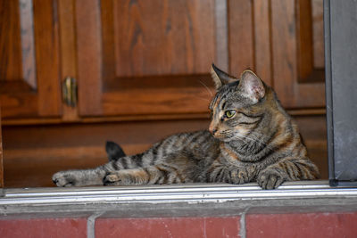 Cat resting on a wall