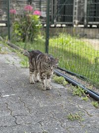 Portrait of cat on footpath