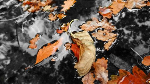 High angle view of leaves in water
