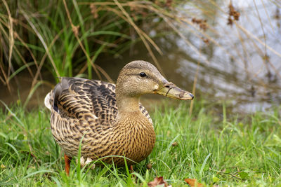 Close-up of a bird on field