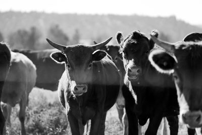 Portrait of cows on field