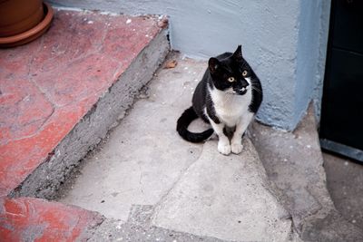 High angle portrait of cat sitting outdoors