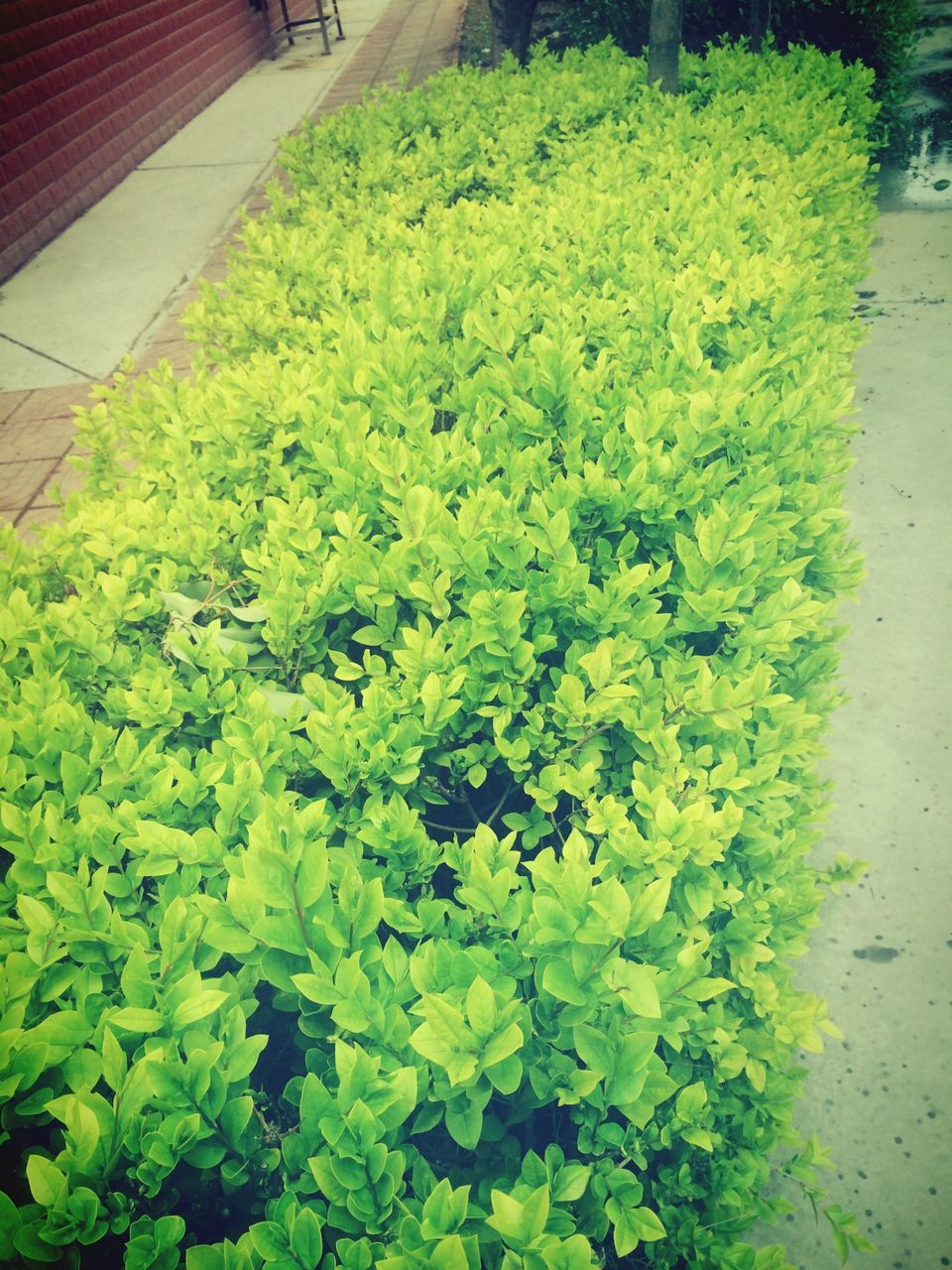 growth, plant, green color, nature, leaf, flower, high angle view, freshness, beauty in nature, day, outdoors, growing, no people, field, tranquility, grass, green, road, transportation, footpath