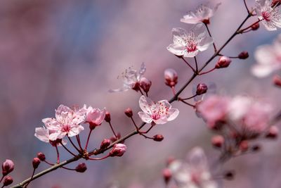 Close-up of pink cherry blossoms in spring