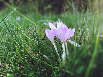 Close-up of purple crocus flower