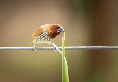 Scaly breasted munia bird sitting on a cable with a grass holding in beak on blurry background