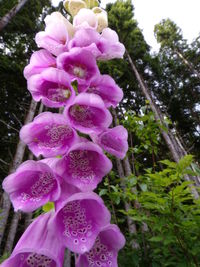 Close-up of pink flowering plant