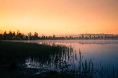 A beautiful, colorful landscape of a misty swamp during the sunrise.