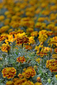 Close-up of yellow flowers blooming outdoors