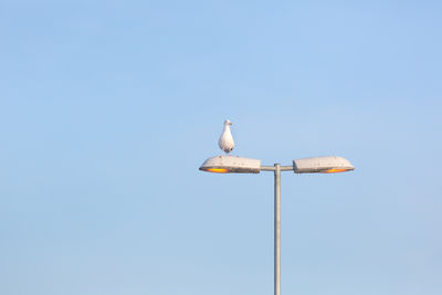 Seagull on street light against clear sky