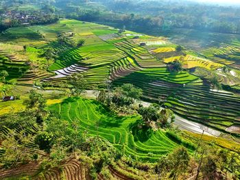 High angle view of agricultural field , rice field 
