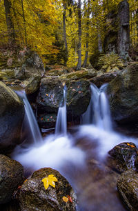 Scenic view of waterfall in forest