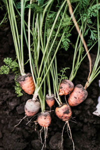 Close-up of fresh vegetables on field