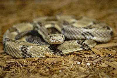 Close-up of snake