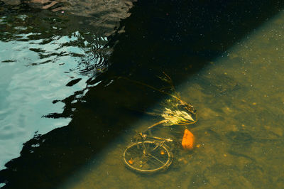 High angle view of jellyfish swimming in lake