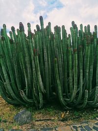 Cactuses in tenerife 