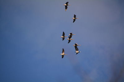 Low angle view of birds flying against sky