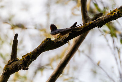 Low angle view of bird perching on branch