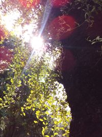 Low angle view of trees against sunlight