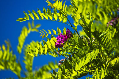 Close-up of yellow flowers blooming in park