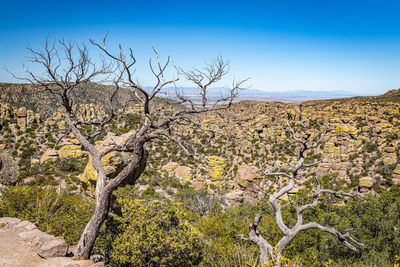 Plants growing on land against sky