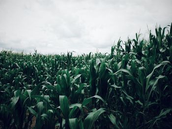 Scenic view of field against cloudy sky