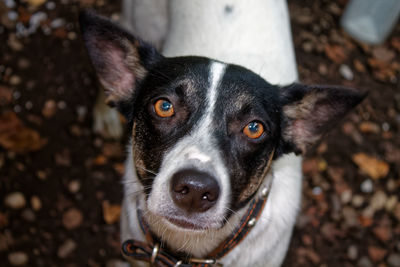 Close-up portrait of a dog