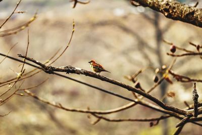 Close-up of bird perching on branch