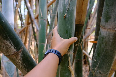 Close-up of hand holding bamboo plant