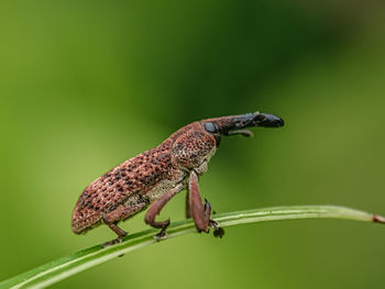 Close-up of insect on leaf