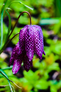 Close-up of purple flowering plant