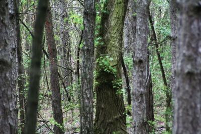 Trees growing in forest