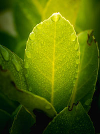 Close-up of fresh green leaf