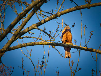 Low angle view of bird perching on tree