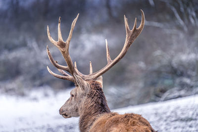 Deer in snow