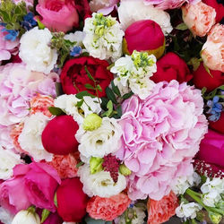 High angle view of pink roses on plant